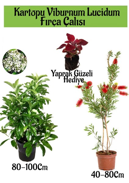 Kartopu Viburnum Lucidum 1 Adet+Fırça Çalısı 1 Adet+Yaprak Güzeli Hediye Bahçe Bitkisi
