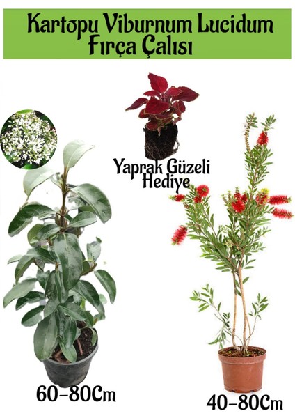 Kartopu Viburnum Lucidum 1 Adet+Fırça Çalısı 1 Adet+Yaprak Güzeli Hediye Bahçe Bitkisi