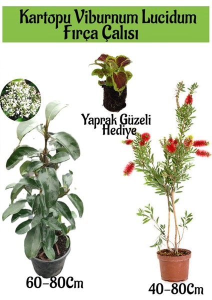 Kartopu Viburnum Lucidum 1 Adet+Fırça Çalısı 1 Adet+Yaprak Güzeli Hediye Bahçe Bitkisi