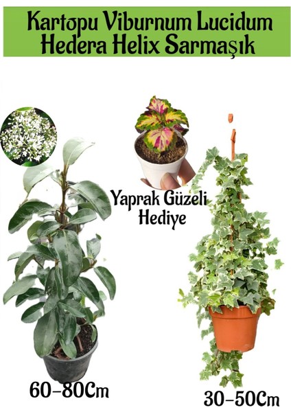 Kartopu Viburnum Lucidum 1 Adet+Hedera Helix 1 Adet+Yaprak Güzeli Hediye Bahçe Bitkisi