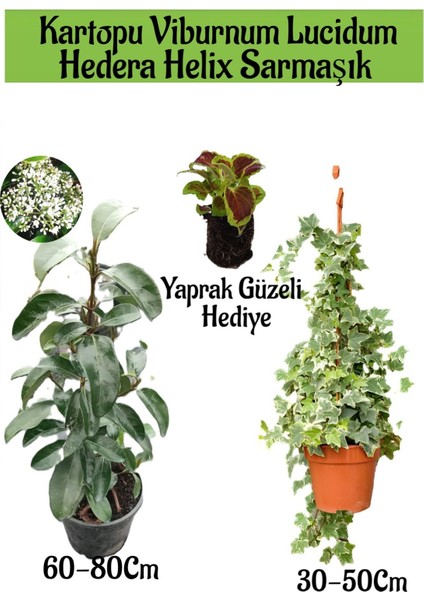 Kartopu Viburnum Lucidum 1 Adet+Hedera Helix 1 Adet+Yaprak Güzeli Hediye Bahçe Bitkisi