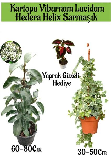 Kartopu Viburnum Lucidum 1 Adet+Hedera Helix 1 Adet+Yaprak Güzeli Hediye Bahçe Bitkisi