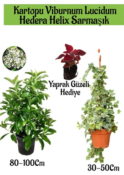 Kartopu Viburnum Lucidum 1 Adet+Hedera Helix 1 Adet+Yaprak Güzeli Hediye Bahçe Bitkisi