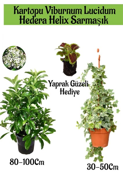 Kartopu Viburnum Lucidum 1 Adet+Hedera Helix 1 Adet+Yaprak Güzeli Hediye Bahçe Bitkisi