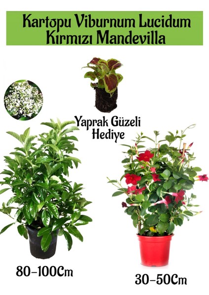 Kartopu Viburnum 1 Adet+Kırmızı Mandevilla 1 Adet+Yaprak Güzeli Hediye Bahçe Bitkisi