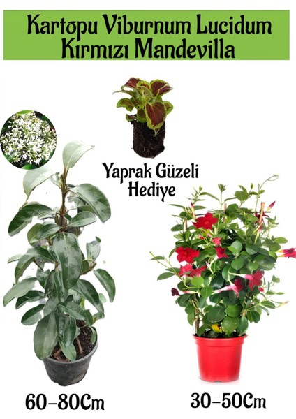 Kartopu Viburnum 1 Adet+Kırmızı Mandevilla 1 Adet+Yaprak Güzeli Hediye Bahçe Bitkisi