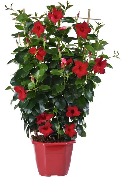 Kartopu Viburnum 1 Adet+Kırmızı Mandevilla 1 Adet+Yaprak Güzeli Hediye Bahçe Bitkisi