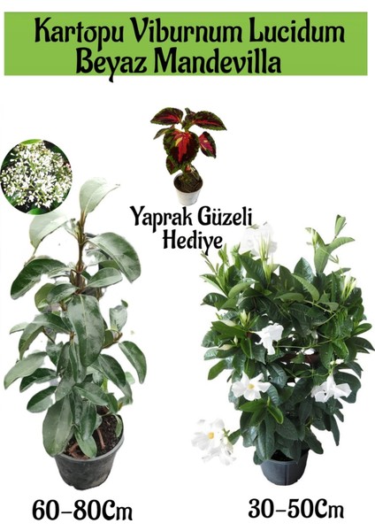 Kartopu Viburnum 1 Adet+Beyaz Mandevilla 1 Adet+Yaprak Güzeli Hediye Bahçe Bitkisi