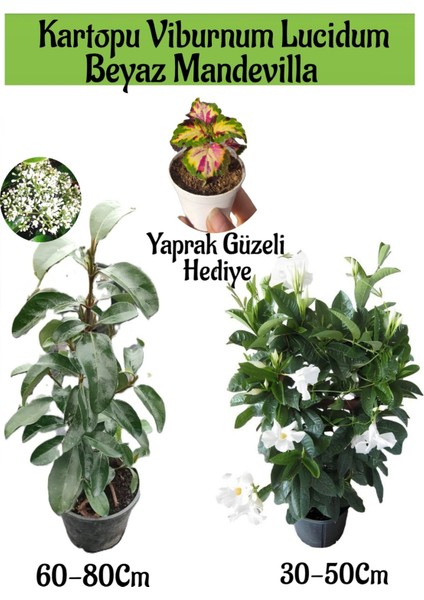 Kartopu Viburnum 1 Adet+Beyaz Mandevilla 1 Adet+Yaprak Güzeli Hediye Bahçe Bitkisi