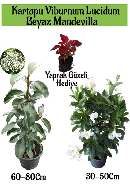 Kartopu Viburnum 1 Adet+Beyaz Mandevilla 1 Adet+Yaprak Güzeli Hediye Bahçe Bitkisi