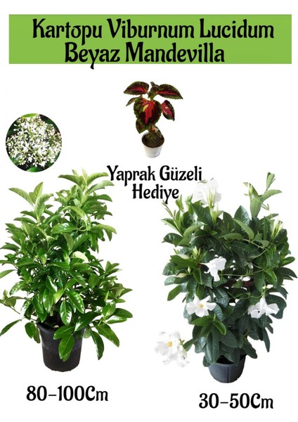 Kartopu Viburnum 1 Adet+Beyaz Mandevilla 1 Adet+Yaprak Güzeli Hediye Bahçe Bitkisi