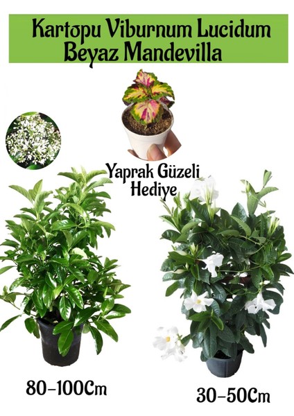 Kartopu Viburnum 1 Adet+Beyaz Mandevilla 1 Adet+Yaprak Güzeli Hediye Bahçe Bitkisi