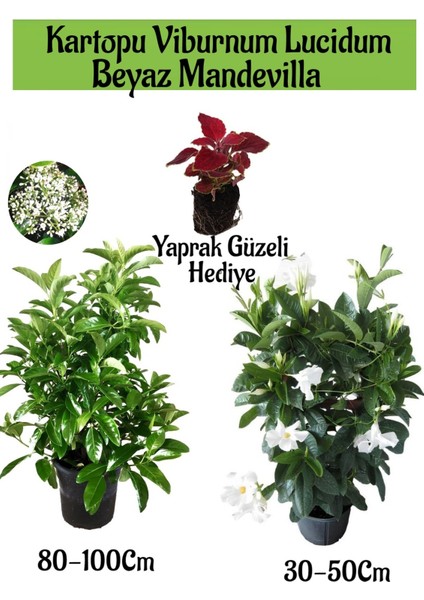 Kartopu Viburnum 1 Adet+Beyaz Mandevilla 1 Adet+Yaprak Güzeli Hediye Bahçe Bitkisi
