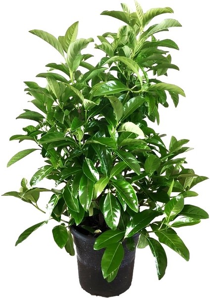 Kartopu Viburnum 1 Adet+Beyaz Mandevilla 1 Adet+Yaprak Güzeli Hediye Bahçe Bitkisi