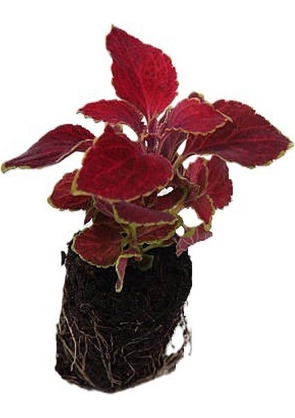 Kartopu Viburnum 1 Adet+Beyaz Mandevilla 1 Adet+Yaprak Güzeli Hediye Bahçe Bitkisi
