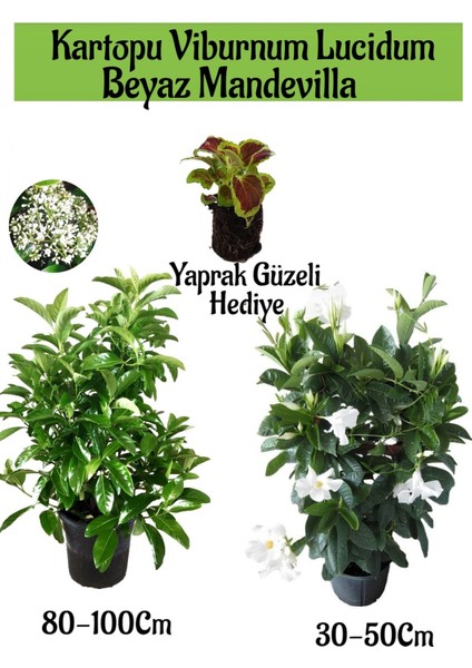 Kartopu Viburnum 1 Adet+Beyaz Mandevilla 1 Adet+Yaprak Güzeli Hediye Bahçe Bitkisi
