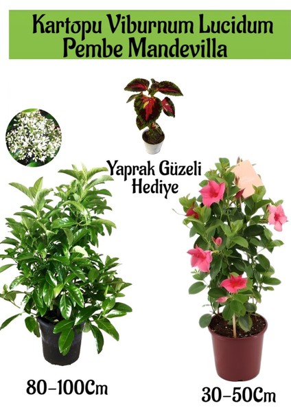 Kartopu Viburnum 1 Adet+Pembe Mandevilla 1 Adet+Yaprak Güzeli Hediye Bahçe Bitkisi