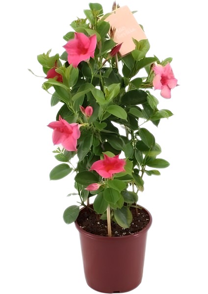 Kartopu Viburnum 1 Adet+Pembe Mandevilla 1 Adet+Yaprak Güzeli Hediye Bahçe Bitkisi