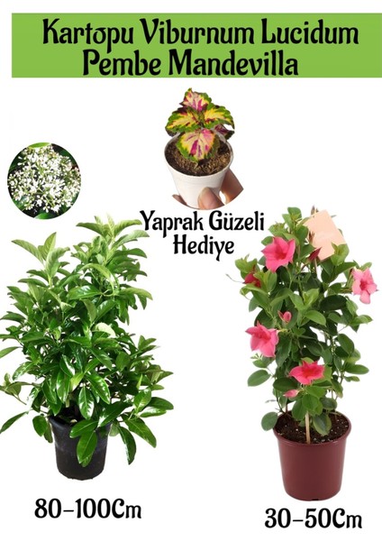 Kartopu Viburnum 1 Adet+Pembe Mandevilla 1 Adet+Yaprak Güzeli Hediye Bahçe Bitkisi