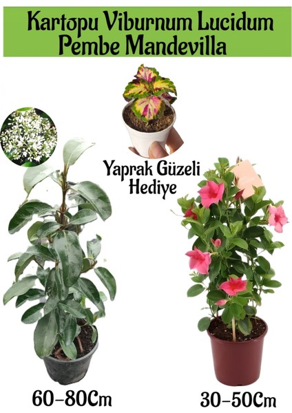Kartopu Viburnum 1 Adet+Pembe Mandevilla 1 Adet+Yaprak Güzeli Hediye Bahçe Bitkisi