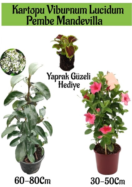 Kartopu Viburnum 1 Adet+Pembe Mandevilla 1 Adet+Yaprak Güzeli Hediye Bahçe Bitkisi