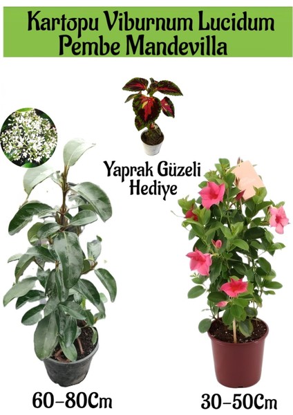 Kartopu Viburnum 1 Adet+Pembe Mandevilla 1 Adet+Yaprak Güzeli Hediye Bahçe Bitkisi