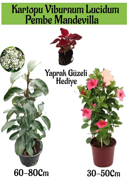 Kartopu Viburnum 1 Adet+Pembe Mandevilla 1 Adet+Yaprak Güzeli Hediye Bahçe Bitkisi
