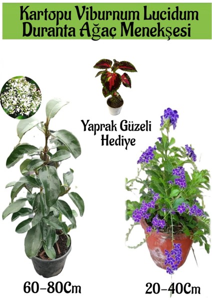 Kartopu Viburnum 1 Adet+Duranta Ağaç Menkşesi1 Adet+Yaprak Güzeli Hediye Bahçe Bitkisi