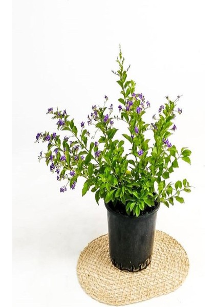 Kartopu Viburnum 1 Adet+Duranta Ağaç Menkşesi1 Adet+Yaprak Güzeli Hediye Bahçe Bitkisi modelleri