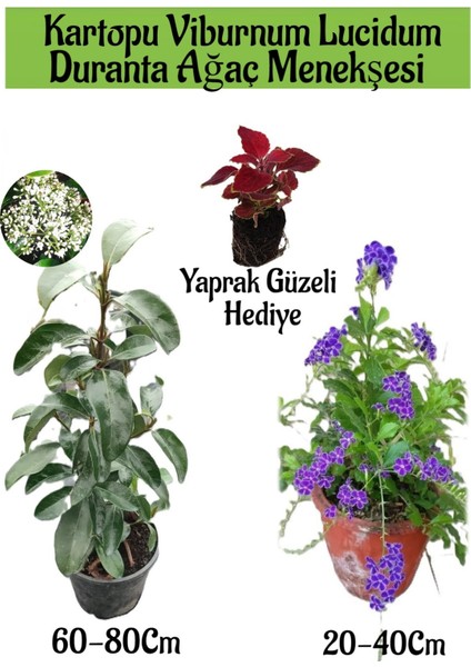 Kartopu Viburnum 1 Adet+Duranta Ağaç Menkşesi1 Adet+Yaprak Güzeli Hediye Bahçe Bitkisi
