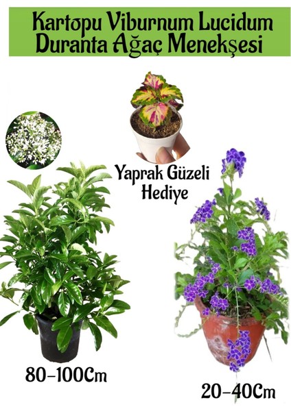 Kartopu Viburnum 1 Adet+Duranta Ağaç Menkşesi1 Adet+Yaprak Güzeli Hediye Bahçe Bitkisi