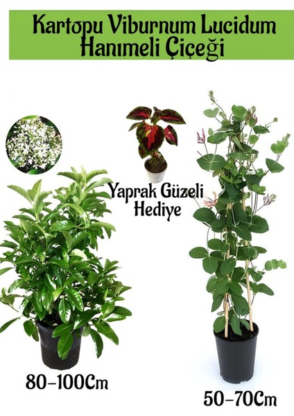 Kartopu Viburnum 1 Adet+Kokulu Hanımeil 1 Adet+Yaprak Güzeli Hediye Bahçe Bitkisi