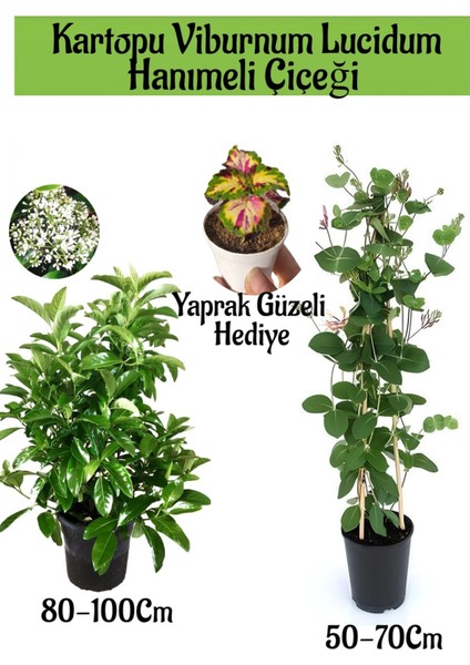 Kartopu Viburnum 1 Adet+Kokulu Hanımeil 1 Adet+Yaprak Güzeli Hediye Bahçe Bitkisi