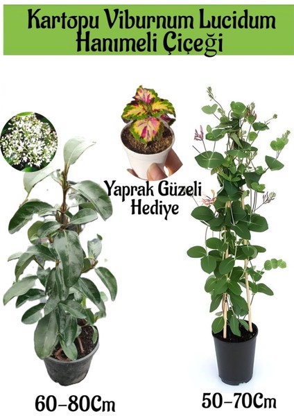 Kartopu Viburnum 1 Adet+Kokulu Hanımeil 1 Adet+Yaprak Güzeli Hediye Bahçe Bitkisi