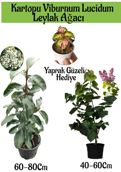 Kartopu Viburnum 1 Adet+Kokulu Leylak Ağacı1 Adet+Yaprak Güzeli Hediye Bahçe Bitkisi