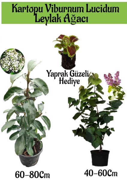 Kartopu Viburnum 1 Adet+Kokulu Leylak Ağacı1 Adet+Yaprak Güzeli Hediye Bahçe Bitkisi