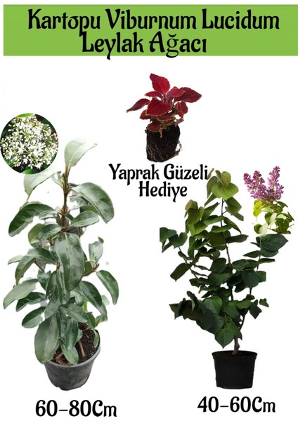 Kartopu Viburnum 1 Adet+Kokulu Leylak Ağacı1 Adet+Yaprak Güzeli Hediye Bahçe Bitkisi