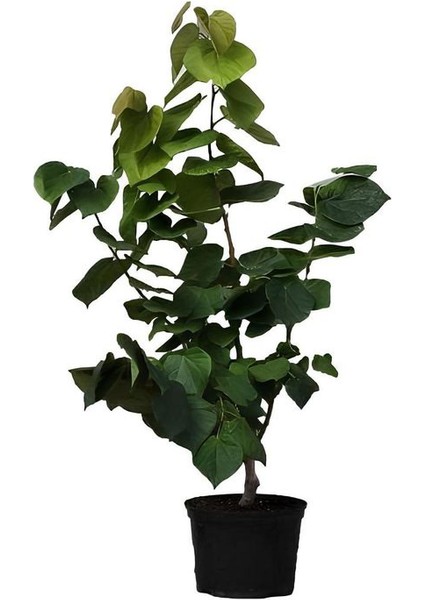 Kartopu Viburnum 1 Adet+Kokulu Leylak Ağacı1 Adet+Yaprak Güzeli Hediye Bahçe Bitkisi