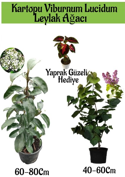 Kartopu Viburnum 1 Adet+Kokulu Leylak Ağacı1 Adet+Yaprak Güzeli Hediye Bahçe Bitkisi