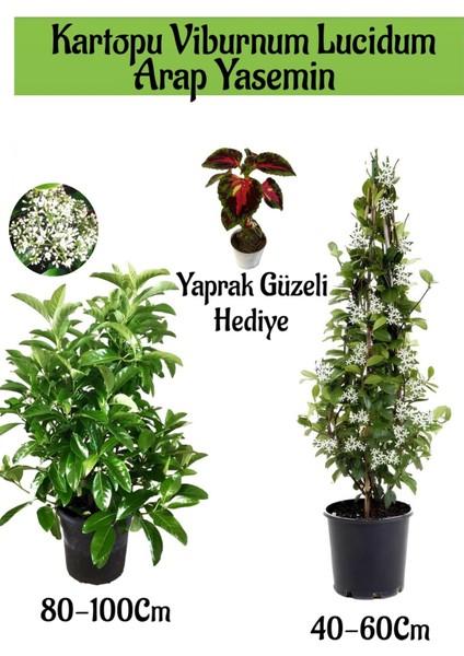 Kartopu Viburnum 1 Adet+Kokulu Arap Yasemini1 Adet+Yaprak Güzeli Hediye Bahçe Bitkisi