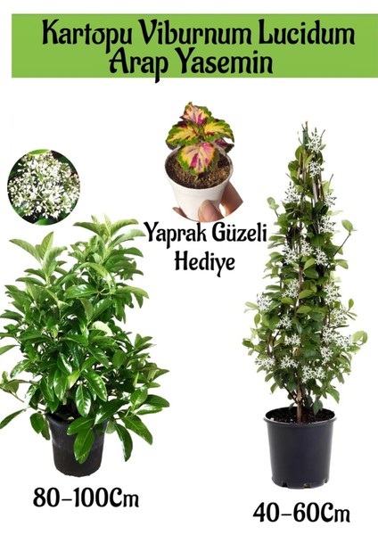Kartopu Viburnum 1 Adet+Kokulu Arap Yasemini1 Adet+Yaprak Güzeli Hediye Bahçe Bitkisi