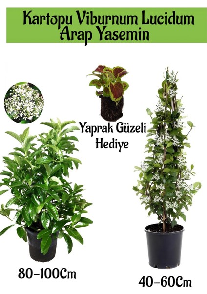 Kartopu Viburnum 1 Adet+Kokulu Arap Yasemini1 Adet+Yaprak Güzeli Hediye Bahçe Bitkisi