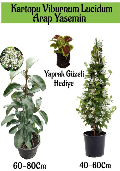 Kartopu Viburnum 1 Adet+Kokulu Arap Yasemini1 Adet+Yaprak Güzeli Hediye Bahçe Bitkisi