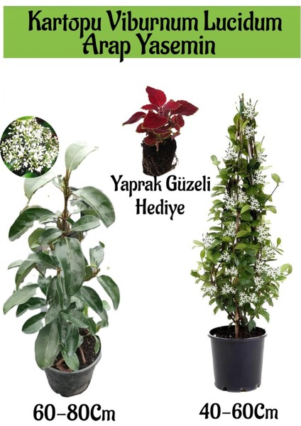 Kartopu Viburnum 1 Adet+Kokulu Arap Yasemini1 Adet+Yaprak Güzeli Hediye Bahçe Bitkisi
