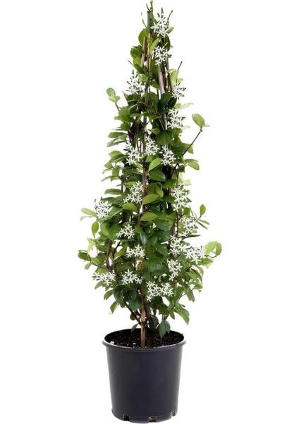 Kartopu Viburnum 1 Adet+Kokulu Arap Yasemini1 Adet+Yaprak Güzeli Hediye Bahçe Bitkisi