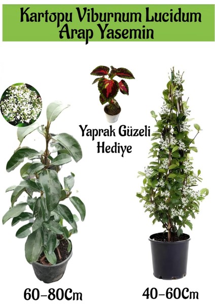 Kartopu Viburnum 1 Adet+Kokulu Arap Yasemini1 Adet+Yaprak Güzeli Hediye Bahçe Bitkisi