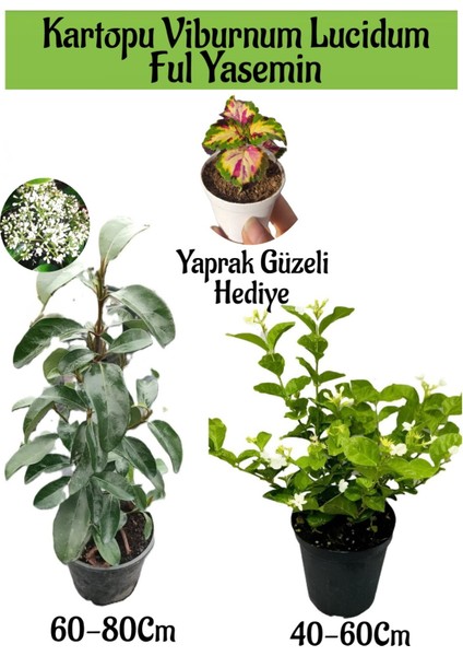 Kartopu Viburnum 1 Adet+Kokulu Ful Yasemin 1 Adet+Yaprak Güzeli Hediye Bahçe Bitkisi