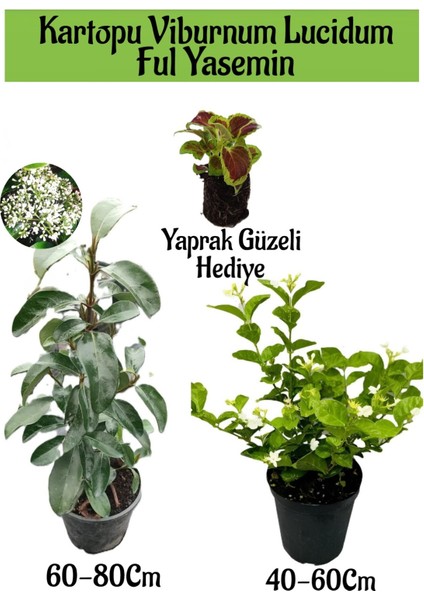 Kartopu Viburnum 1 Adet+Kokulu Ful Yasemin 1 Adet+Yaprak Güzeli Hediye Bahçe Bitkisi