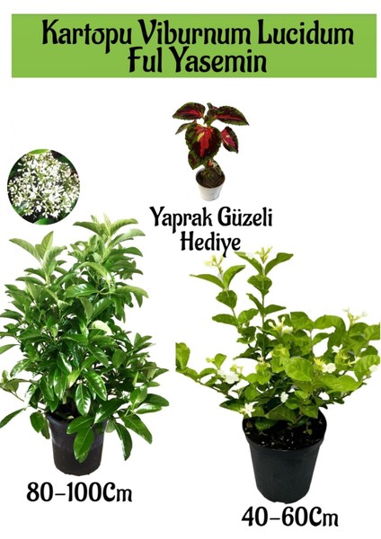 Kartopu Viburnum 1 Adet+Kokulu Ful Yasemin 1 Adet+Yaprak Güzeli Hediye Bahçe Bitkisi