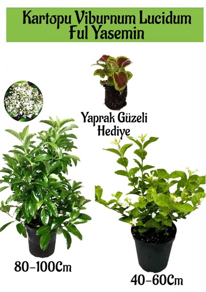 Kartopu Viburnum 1 Adet+Kokulu Ful Yasemin 1 Adet+Yaprak Güzeli Hediye Bahçe Bitkisi